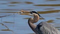 Great blue heron perched on a dock in a body of water, feasting on a freshly caught fish Royalty Free Stock Photo