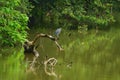 Great Blue Heron Perched on a Fallen Tree Royalty Free Stock Photo