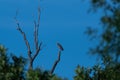 Great Blue Heron perched high in the branches of a dead tree Royalty Free Stock Photo