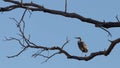 Great blue heron perched on high cottonwood branch in morning light Royalty Free Stock Photo
