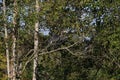 A great blue heron perched high on a tree branch Royalty Free Stock Photo