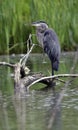 Great Blue Heron Perched on Log Royalty Free Stock Photo