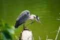 A Great Blue Heron Perched On A Log Next To A Lake Royalty Free Stock Photo