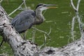 A Great Blue Heron Perched On A Log Next To A Large Lake Royalty Free Stock Photo