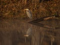 Great blue heron perched on a log in a tranquil lake surrounded by lush shrubs. Royalty Free Stock Photo