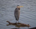 Great blue heron perched on a log in a tranquil lake surrounded by lush shrubs. Royalty Free Stock Photo