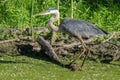 great blue heron is perched on a log in the wetlands of Florida Royalty Free Stock Photo