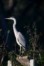 Great Blue Heron Royalty Free Stock Photo