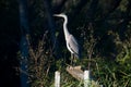Great Blue Heron Royalty Free Stock Photo
