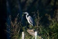 Great Blue Heron Royalty Free Stock Photo