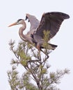 Great Blue heron perched on a pine Royalty Free Stock Photo