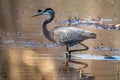 Great blue heron perched in a pond Royalty Free Stock Photo