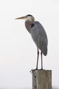 Great Blue Heron perched on a post - Merritt Island Wildlife Ref Royalty Free Stock Photo