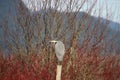 A great blue heron perched on a post Royalty Free Stock Photo