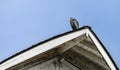 Great Blue Heron perched on the roof of a white barn and ignoring bird deterrent spikes