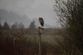 A great blue heron perched on a small birdhouse Royalty Free Stock Photo