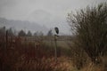 A great blue heron perched on a small birdhouse Royalty Free Stock Photo