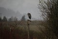 A great blue heron perched on a small birdhouse