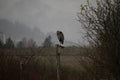 A great blue heron perched on a small birdhouse Royalty Free Stock Photo