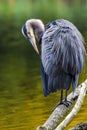 The Great Blue Heron perched on a tree branch preening Royalty Free Stock Photo