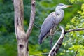 Great Blue Heron Perched in a Tree Royalty Free Stock Photo