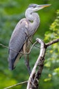 Great Blue Heron Perched in a Tree Royalty Free Stock Photo