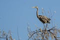 Great Blue Heron Perched in the Tree Tops Royalty Free Stock Photo