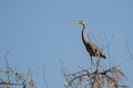 Great Blue Heron Perched in the Tree Tops Royalty Free Stock Photo