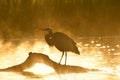 A great Blue Heron perches on a log, the morning fog and sun giving the scene an orange hue. Royalty Free Stock Photo