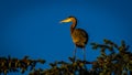 Great Blue Heron at tree top