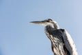 Great Blue Heron Bird Close Up perched at the Pier with Copy Space Royalty Free Stock Photo