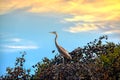 Great Blue Heron in a Pine Tree at Sunset