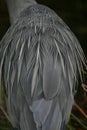 Great blue heron plumage detail Royalty Free Stock Photo