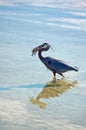 Great Blue heron with Pompano Fish