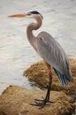 Great Blue Heron portrait with copy space Royalty Free Stock Photo