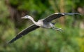 Great Blue Heron Portrait Royalty Free Stock Photo