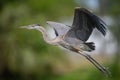 Great Blue Heron Portrait Royalty Free Stock Photo