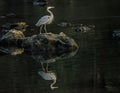 A Great Blue Heron shows his water reflection in late evening light. Royalty Free Stock Photo
