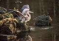 A Great Blue Heron shows his water reflection in late evening light. Royalty Free Stock Photo