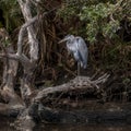 Great Blue Heron Posing in the Swamp