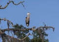 Great Blue Heron Posing on a Textured Artsy Branch