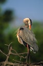 Great Blue Heron Preening Royalty Free Stock Photo