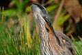 Great Blue Heron Preening Royalty Free Stock Photo