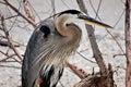 Great Blue Heron Royalty Free Stock Photo