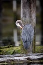 Great Blue Heron preening and cleaning its feathers while standing on a log Royalty Free Stock Photo