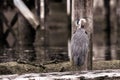 Great Blue Heron preening and cleaning its feathers while standing on a log Royalty Free Stock Photo