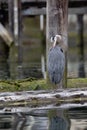 Great Blue Heron preening and cleaning its feathers while standing on a log Royalty Free Stock Photo