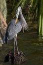 Great Blue Heron Preening Itself Royalty Free Stock Photo