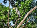 Great Blue Heron Preening While Perched on a Branch Royalty Free Stock Photo