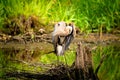 Great Blue Heron preening on a pile of sticks Royalty Free Stock Photo